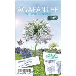AGAPANTHUS 'Vallee de la...