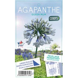 AGAPANTHUS Queen Mum®...