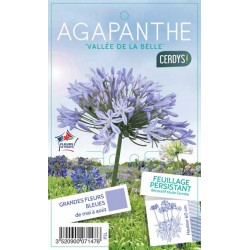 AGAPANTHUS 'Vallee de la...