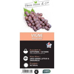 VIGNE 'Red Globe' TUT C1.5L