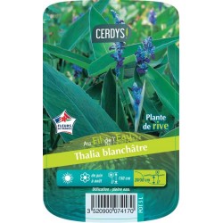 THALIA dealbata C5L