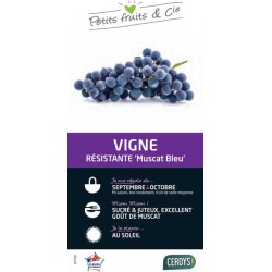 VIGNE 'Muscat Bleu' TUT...
