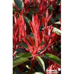 PHOTINIA fraseri 'Red...