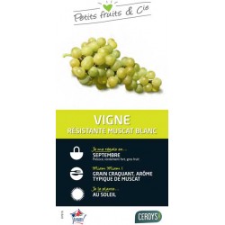 VIGNE 'Muscat Birstaler'...