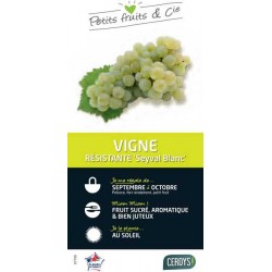 VIGNE 'Seyval Blanc' TUT...
