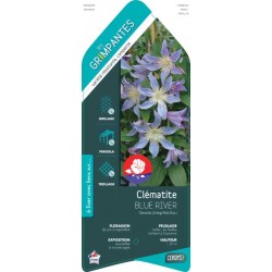CLEMATIS 'Blue River' ECH...