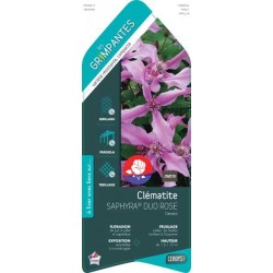 CLEMATIS Saphyra® 'Duo...