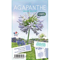 AGAPANTHUS 'Vallee du Cap'...