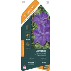 CLEMATIS 'Supernight' ECH...
