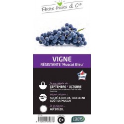 VIGNE 'Muscat Bleu' TUT C1.5L
