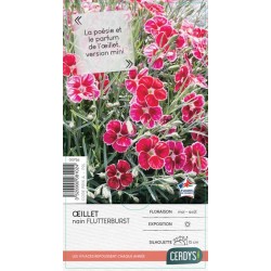 DIANTHUS 'Flutterburst' C2L-RC