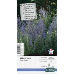 PEROVSKIA atriplicifolia...
