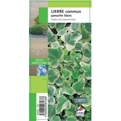HEDERA Panache blanc blanc G8
