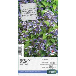 NEPETA 'Neptune' C2L-RC