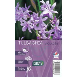 TULBAGHIA violacea C1L