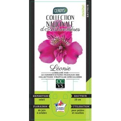 ALSTROEMERIA Pitchounes®...