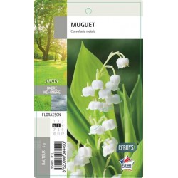 CONVALLARIA majalis C1L