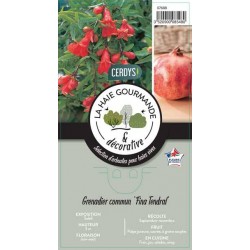 PUNICA granatum 'Fina...