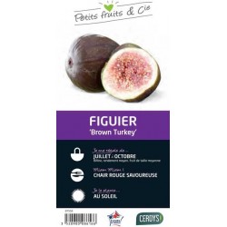 FIGUIER 'Brown Turkey' C3L