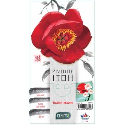 PAEONIA Itoh 'Scarlet...
