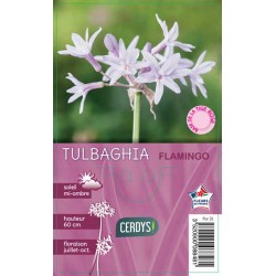 TULBAGHIA 'Flamingo' C2L-RC