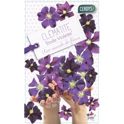CLEMATIS 'Etoile Violette'...