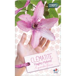 CLEMATIS 'Hagley Hybrid'...