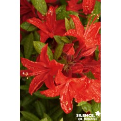 AZALEA mollis 'Satan' FF...