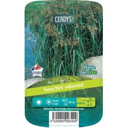 CYPERUS longus C3L