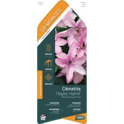 CLEMATIS 'Hagley Hybrid'...