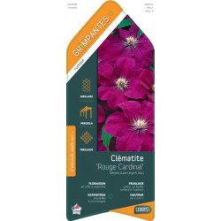 CLEMATIS 'Rouge Cardinal'...