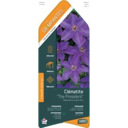 CLEMATIS 'The President'...