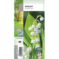 CONVALLARIA majalis G8