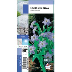 IPHEION uniflorum bleu G8