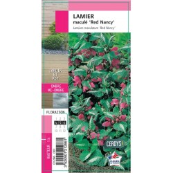 LAMIUM maculatum 'Red...