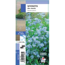 MYOSOTIS scorpioides G8