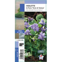VIOLA odorata 'Parme de...