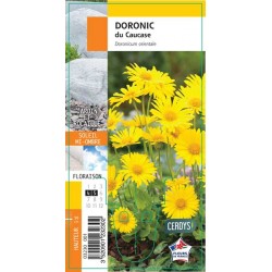 DORONICUM orientale G8