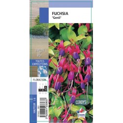 FUCHSIA 'Genii' G8