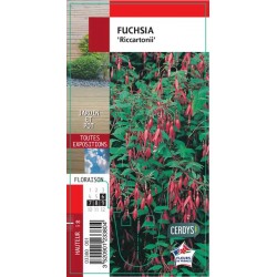 FUCHSIA 'Riccartonii' G8