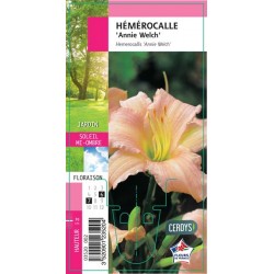HEMEROCALLIS 'Annie Welch' G8