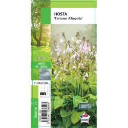HOSTA 'Fortunei Albopicta' G8