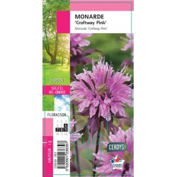 MONARDA 'Croftway Pink' G8