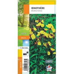 OENOTHERA fruticosa jaune G8