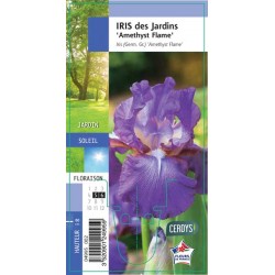 IRIS germanica 'Amethyst...