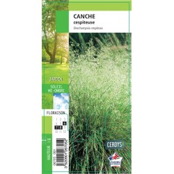 DESCHAMPSIA cespitosa G8