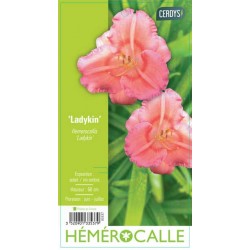 HEMEROCALLIS 'Ladykin' C2L-RC