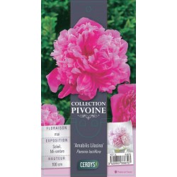 PAEONIA lactiflora...