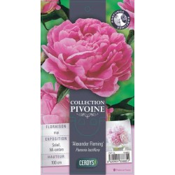 PAEONIA lactiflora 'Dr...
