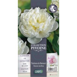 PAEONIA lactiflora...